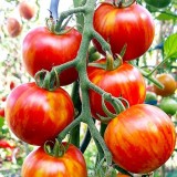 Семена томат Амурский тигр (25 семян) описание, отзывы, характеристики