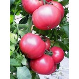 Насіння томат Андромеда рожева F1 (20 насінин) опис, характеристики, відгуки