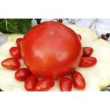 Насіння томат Бичачий лоб (25 насінин) опис, характеристики, відгуки