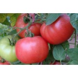 Семена томат Боярыня (25 семян) описание, отзывы, характеристики