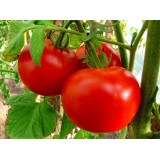 Семена томат Дар Заволжья красный (0,3г) описание, отзывы, характеристики