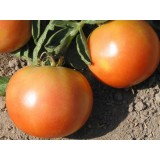 Семена томат Долгохранящийся (20 семян) описание, отзывы, характеристики
