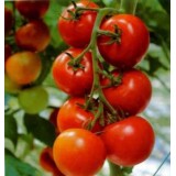 Семена томат Дубок (25 семян) описание, отзывы, характеристики