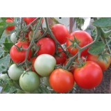 Семена томат Эфемер (30 семян) описание, отзывы, характеристики