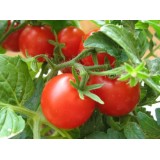 Семена томат Гном (25 семян) описание, отзывы, характеристики