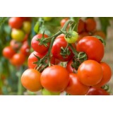 Насіння томат Господар (20 насінин) опис, характеристики, відгуки