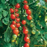 Семена томат Вишенка (30 семян) описание, отзывы, характеристики