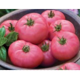 Насіння томат Волгоградський рожевий (0,3г) опис, характеристики, відгуки