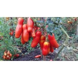 Семена томат Забава (15 семян) описание, отзывы, характеристики