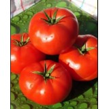Насіння томат Бобкат (10 насінин) опис, характеристики, відгуки