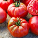 Семена томат Царский подарок (25 семян) описание, отзывы, характеристики