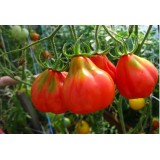 Семена томат Трюфель Японский розовый (25 семян) описание, отзывы, характеристики