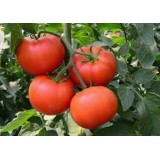 Насіння томат Колгоспний (0,3г) опис, характеристики, відгуки