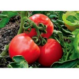 Семена томат Король ранних (25 семян) описание, отзывы, характеристики