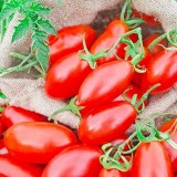 Насіння томат обжора (30 насінин) опис, характеристики, відгуки
