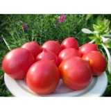 Насіння томат Олівія F1 (10 насінин) опис, характеристики, відгуки