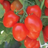 Семена томат Омния F1 (20 семян) описание, отзывы, характеристики