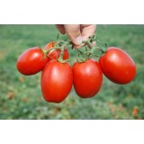 Семена томат Пьетраросса F1 (10 семян) описание, отзывы, характеристики