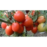 Семена томат Рио гранде (30 семян) описание, отзывы, характеристики