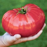 Насіння томат Сибірський гігант (25 насінин) опис, характеристики, відгуки