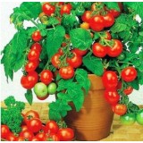 Насіння томат Перлина (20 насінин) опис, характеристики, відгуки