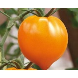 Семена томат Золотое сердце (20 семян) описание, отзывы, характеристики