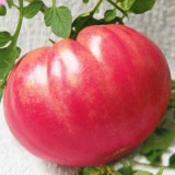 Семена томат Сахарный пудовичок (25 семян) описание, отзывы, характеристики