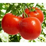 Семена томат Алка (30 семян) описание, отзывы, характеристики