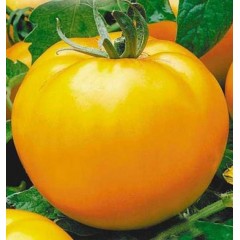 Семена томат Илья Муромец (0,2г)