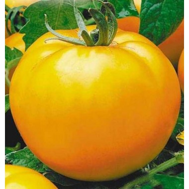 Насіння томат Де барао жовтий (0,2г) опис, характеристики, відгуки
