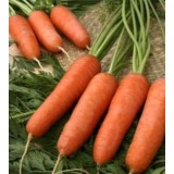 Семена морковь Чикаго (400 семян) описание, отзывы, характеристики
