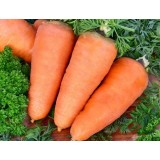 Семена морковь Шантане (максипакет 20г) описание, отзывы, характеристики