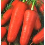 Семена морковь Курода шантане (Zip-пакет 0,5г) описание, отзывы, характеристики