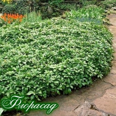 Пахізандра Green Carpet (1 рослина) опис, характеристики, відгуки