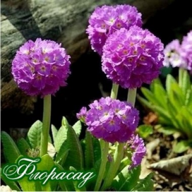 Примула denticulata Lilac (1 рослина) опис, характеристики, відгуки