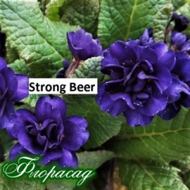 Примула Strong Beer (1 рослина) опис, характеристики, відгуки