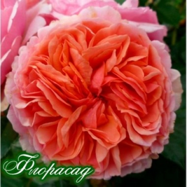 Роза английская Chippendale (1 саженец) описание, отзывы, характеристики
