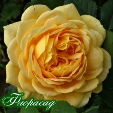 Роза английская Golden Celebration (1 саженец) описание, отзывы, характеристики