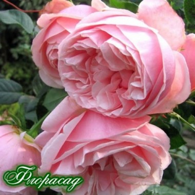 Троянда чайно-гібридна Aphrodite (1 саджанець) опис, характеристики, відгуки