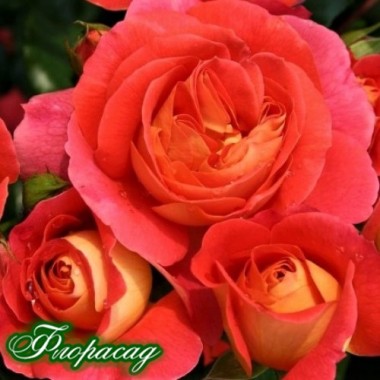 Троянда флорибунда Gebruder Grimm (1 саджанець) опис, характеристики, відгуки