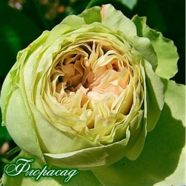 Роза флорибунда Lovely Green (1 саженец) описание, отзывы, характеристики