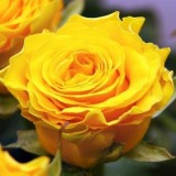 Роза чайно-гибридная Sphinx (1 саженец) описание, отзывы, характеристики