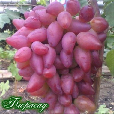 Виноград Дубовський рожевий (1 саджанець) опис, характеристики, відгуки