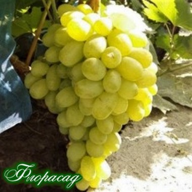 Виноград кишмиш Піар (1 саджанець) опис, характеристики, відгуки