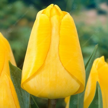 Тюльпан гибрид Дарвина Golden Apeldoorn (7 луков.) описание, отзывы, характеристики