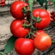 Насіння томатів високорослих в інтернет магазині насіння та рослин