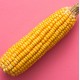 Семена кукурузы в интернет магазине семян и растений