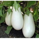 Семена баклажан Белая Лилия (0,5г) описание, отзывы, характеристики