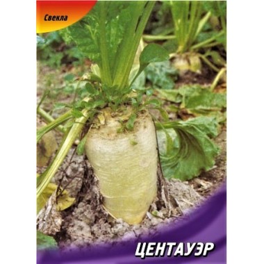 Семена свекла кормовая Центауэр (Польша) (100г) описание, отзывы, характеристики