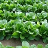 Семена салат корн Verde De Kambrai (0,3г) описание, отзывы, характеристики